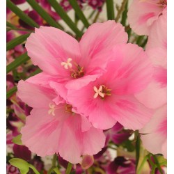 Semi di Clarkia