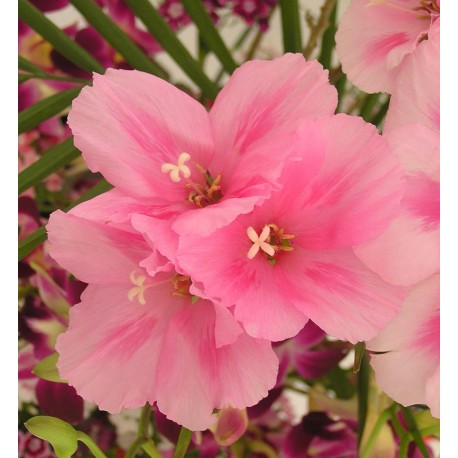 Semi di Clarkia