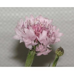 Semi di Scabiosa