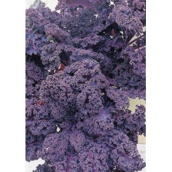 Redbor laciniated cabbage seeds