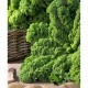 Green laciniated cabbage seeds Wind Bor