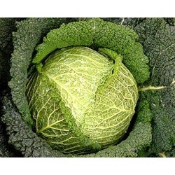 Famous Savoy cabbage seeds
