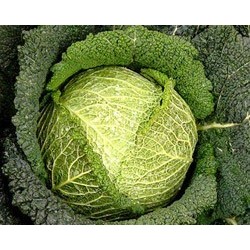Famous Savoy cabbage seeds