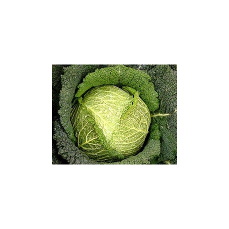 Famous Savoy cabbage seeds