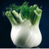 Tarquinio Fennel Seeds