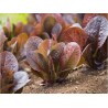 Red romaine lettuce seeds