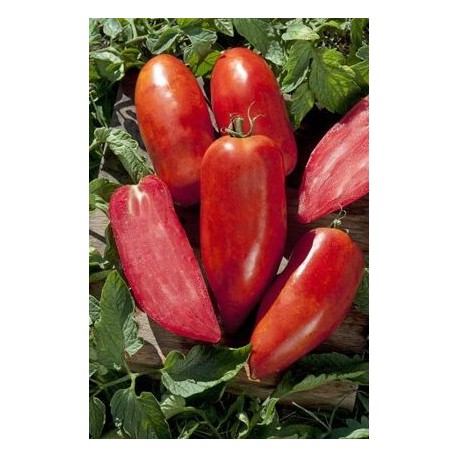 "San Marzano" horn tomato seeds