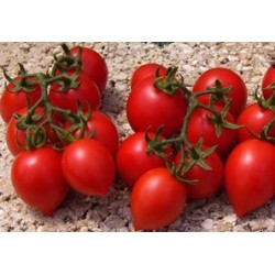 Small Penny tomato seeds