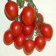 Fiaschetto clustered-tomato seeds