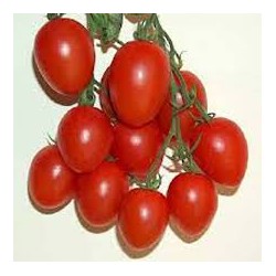 Fiaschetto clustered-tomato seeds