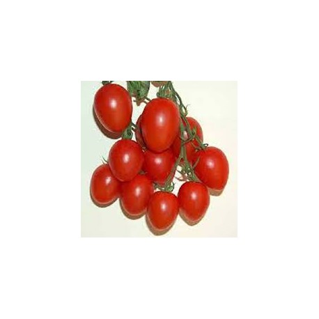 Fiaschetto clustered-tomato seeds