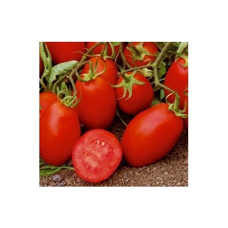 Roma elongated tomato seeds