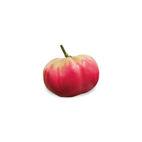 Belmonte tomato seeds