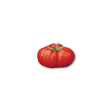 Big Beef tomato seeds