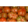 Lucca Canestrino tomato seeds