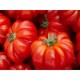 Ancient selection Casalino tomato seeds