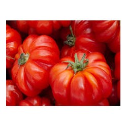 Ancient selection Casalino tomato seeds