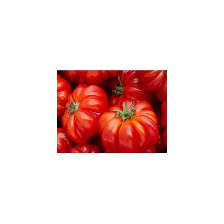 Ancient selection Casalino tomato seeds