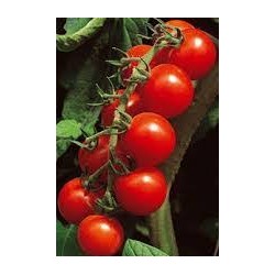 Paki cherry tomato seeds