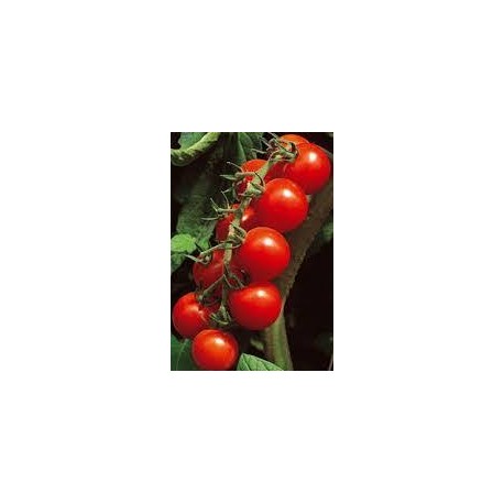 Paki cherry tomato seeds