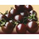 "Lemure" black cherry tomago seeds