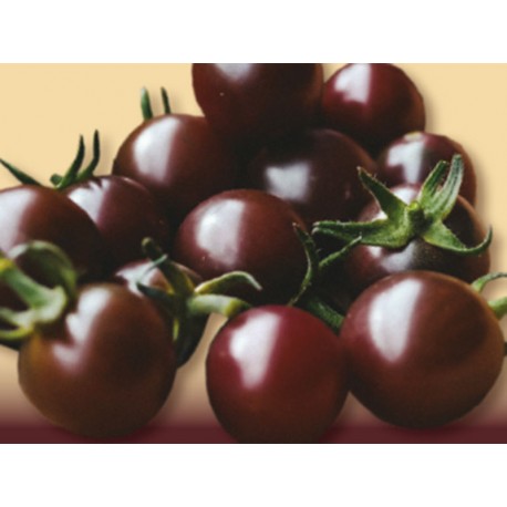 "Lemure" black cherry tomago seeds