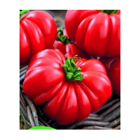 Corleone tomato seeds