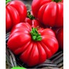 Corleone tomato seeds