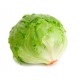 Iceberg lettuce seeds Ice Queen