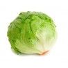 Iceberg Lettuce "Regina dei Ghiacci" Seeds