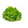 Green oak leaf lettuce seeds