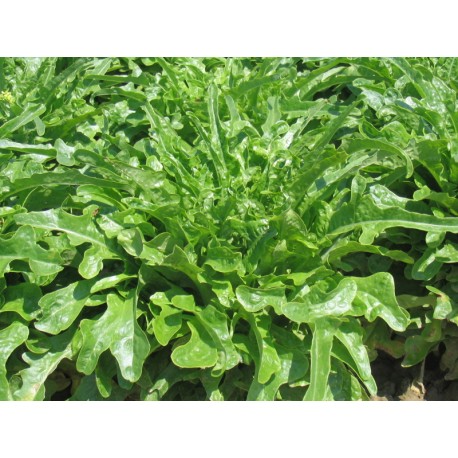 Green beard of friars lettuce seeds