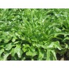 Green Barba dei Frati Lettuce Seeds