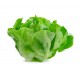 Spring mortarella lettuce seeds