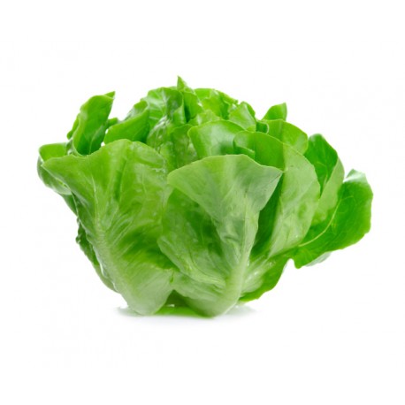 Spring mortarella lettuce seeds