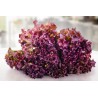 Red Gentilina Lettuce Seeds