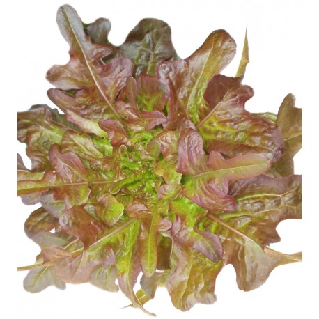 Red beard lettuce seeds