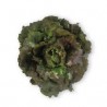 Camaro Red Batavia Lettuce Seeds