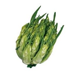 Puntarella chicory seeds from Galatina
