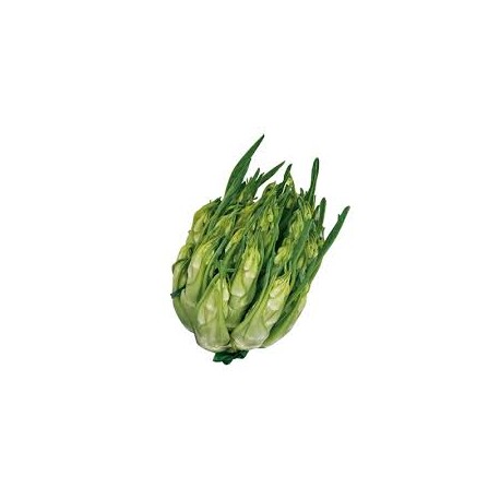 Puntarella chicory seeds from Galatina