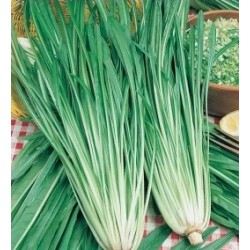 Narrow-leaf chicory seeds
