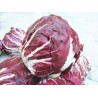 Early red ball chicory seeds