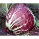 Red ball chicory medium/early seeds