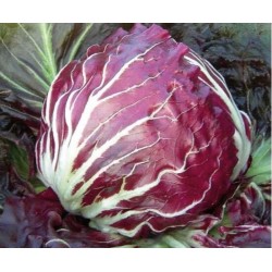Red ball chicory medium/early seeds