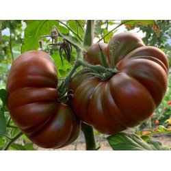 Cappuccino ribbed tomato seeds