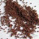 Cappuccino ribbed tomato seeds