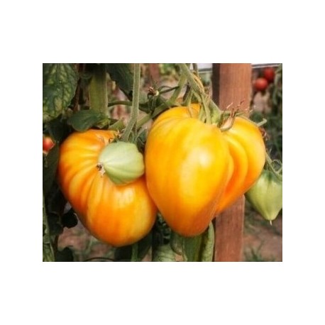 Yellow Beefsteak tomato seeds