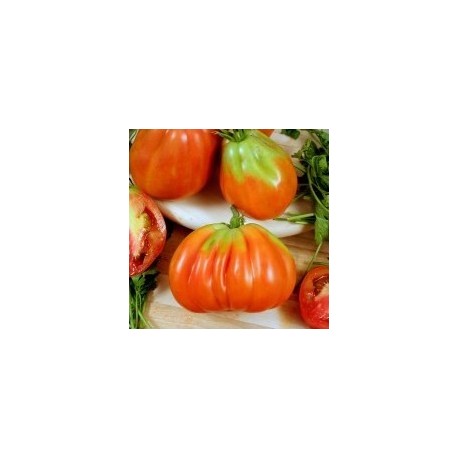 Riviera Cuorbenga beef tomato seeds