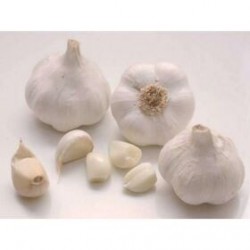 White garlic seeds