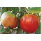 Rosettano beef tomato seeds